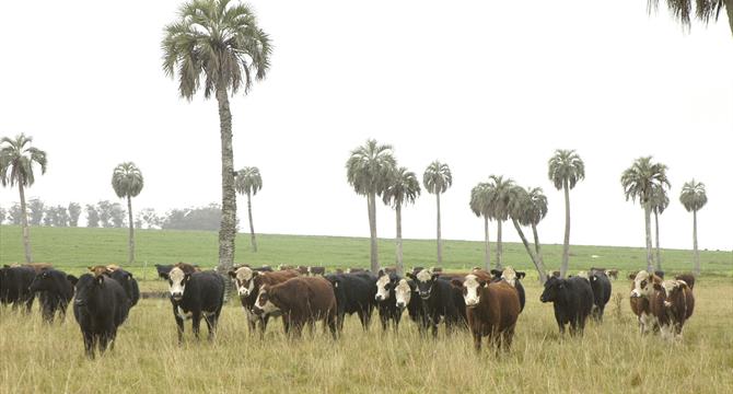 Cattle in Palmares
